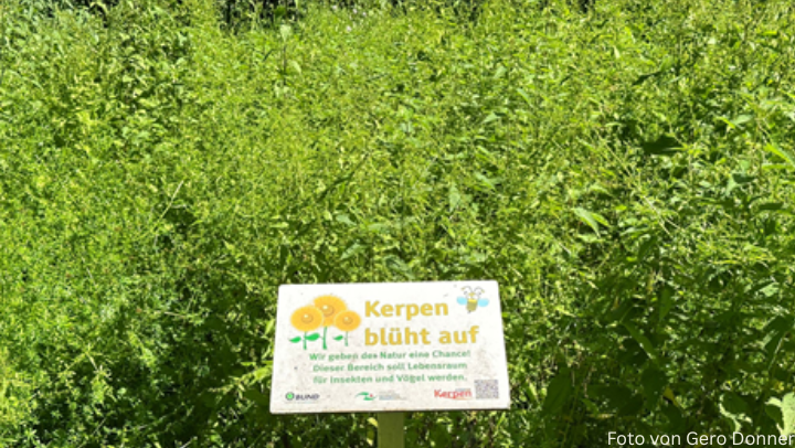 Kerpen blüht auf