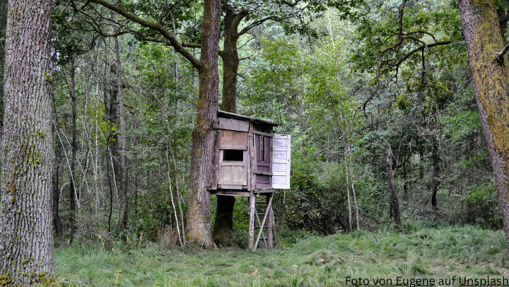 Räumung des „Sündenwäldchens“ an der Manheimer Bucht