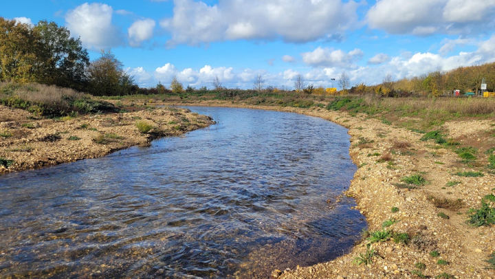 Ökologische Auswirkungen der Renaturierung der Erft bei Gymnich