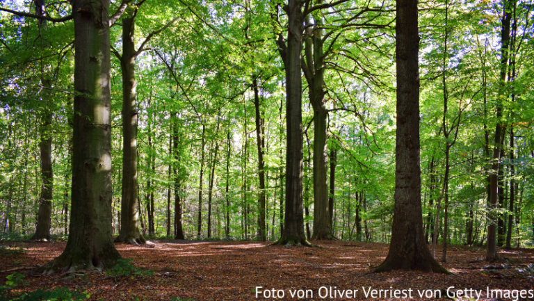 Wiedereinsetzung AG Wald